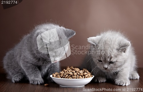 Image of Bowl of cat food and two kittens