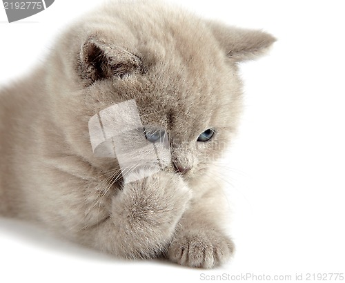 Image of British short hair kitten