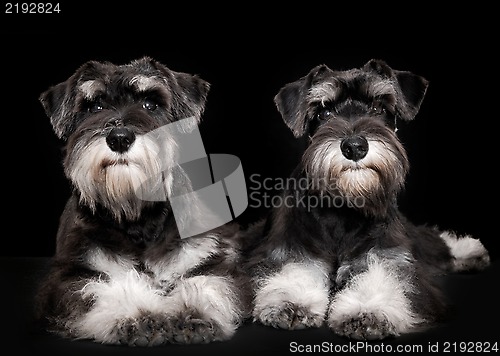 Image of miniature schnauzer puppies five month old