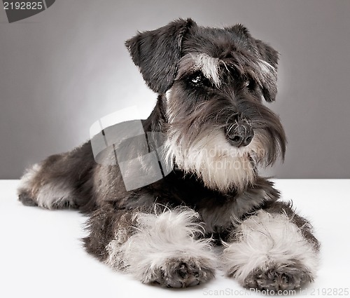 Image of miniature schnauzer puppy five month old
