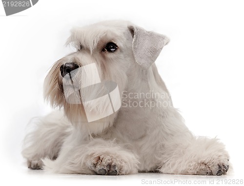 Image of white miniature schnauzer puppy