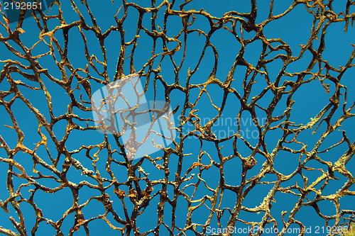 Image of background with bare branches underwater