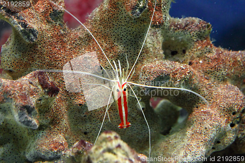 Image of small red shrimp underwater