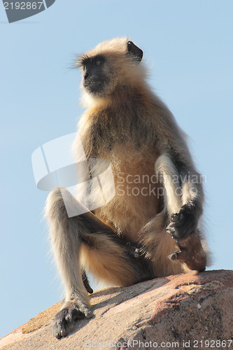 Image of presbytis monkey on fort wall