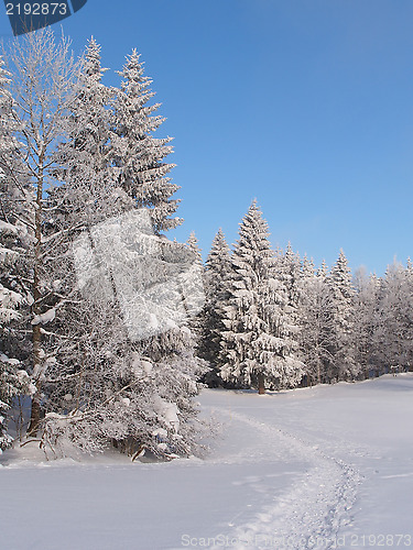 Image of track in the snow leading to a frozen forest