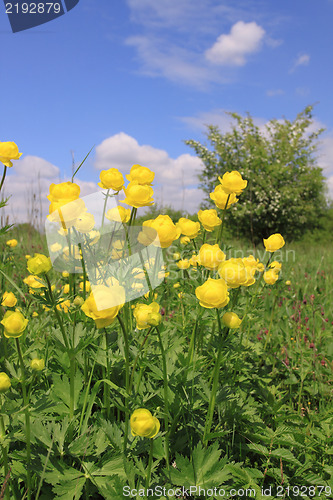 Image of Globeflower