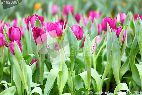 Image of purple tulips flower