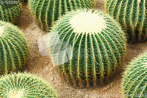 Image of cactus