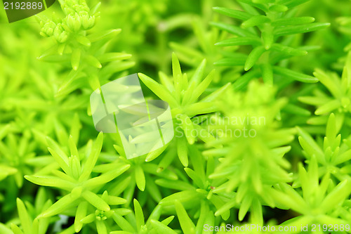 Image of green plant