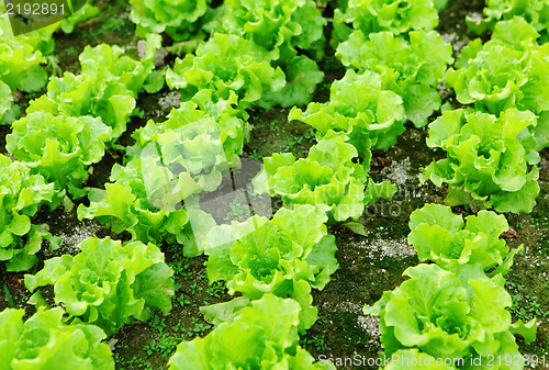 Image of lettuce plant in field