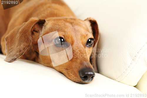 Image of dachshund dog on sofa