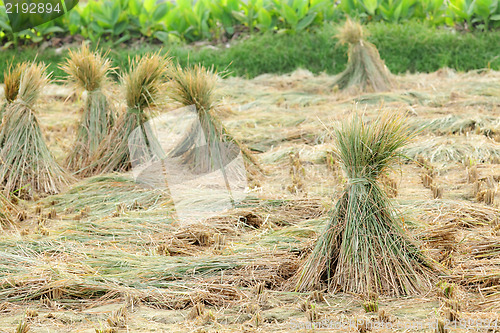 Image of harvested rice field