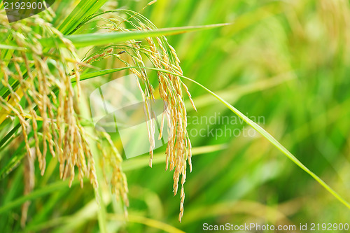 Image of paddy rice field