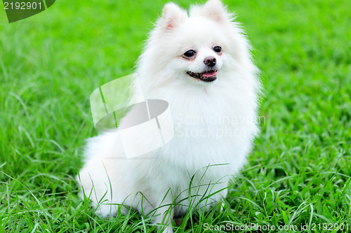 Image of white pomeranian dog