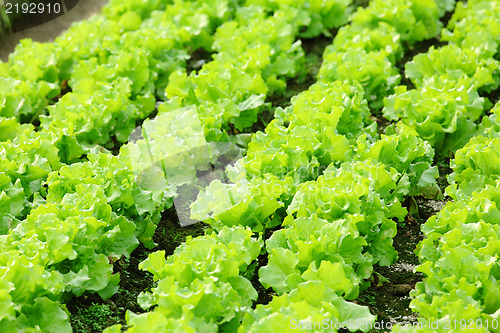 Image of lettuce plant in field