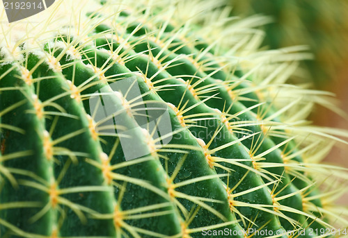 Image of cactus