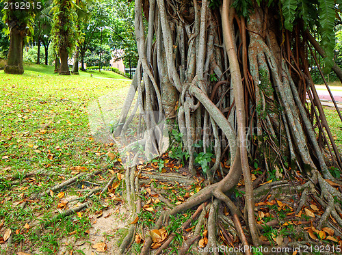 Image of tree roots