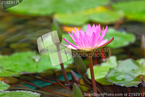 Image of lotus flower