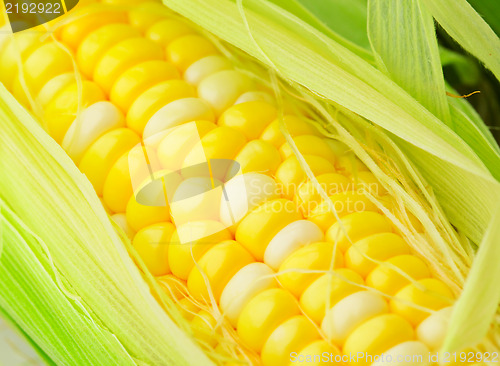 Image of corn