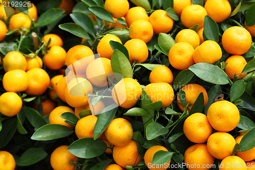 Image of kumquat for chinese new year