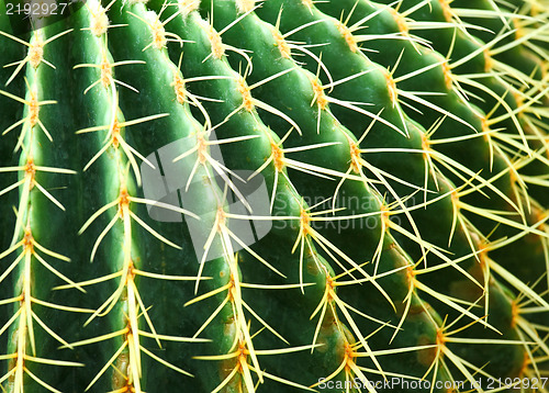 Image of cactus