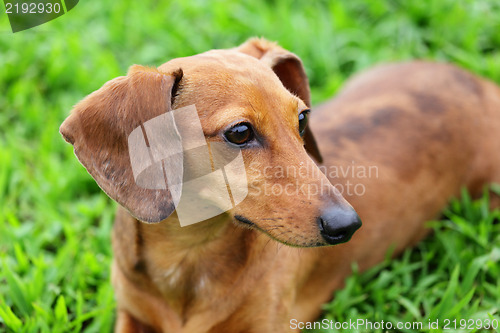 Image of Brown dachshund dog