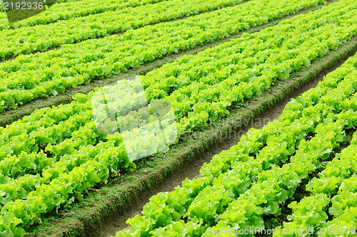 Image of lettuce plant in field