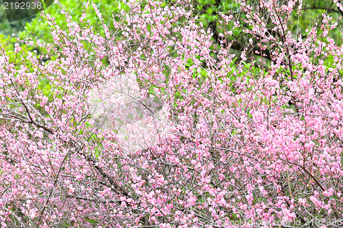Image of plum flower blossom