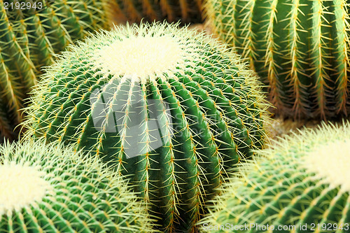 Image of cactus