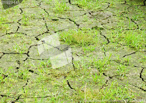 Image of Green grass on cracked earth