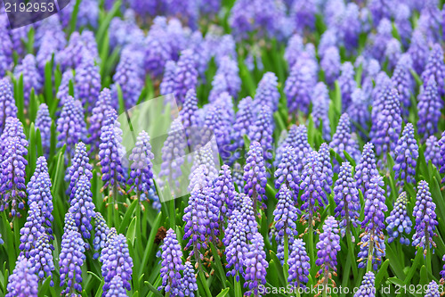 Image of flower, muscari botryoides