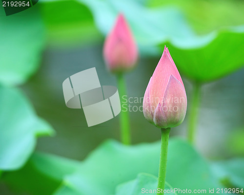 Image of lotus bud