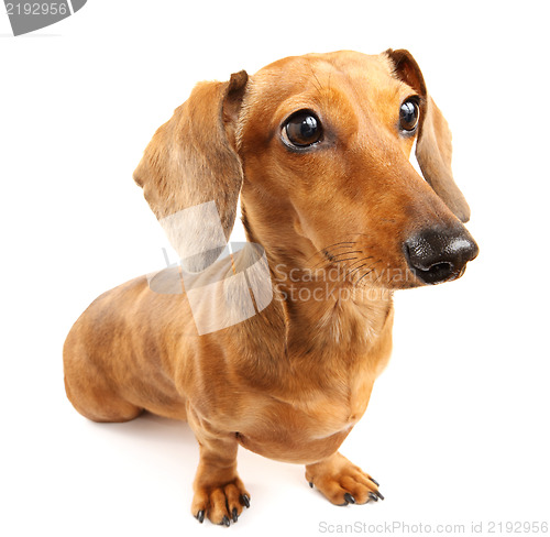 Image of brown dachshund dog