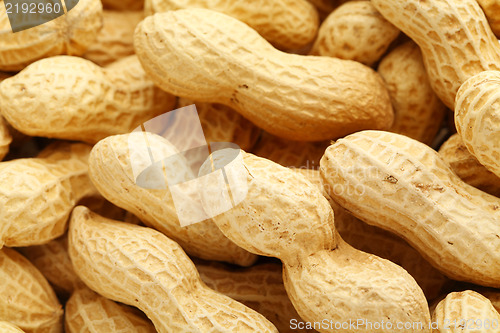 Image of Peanut