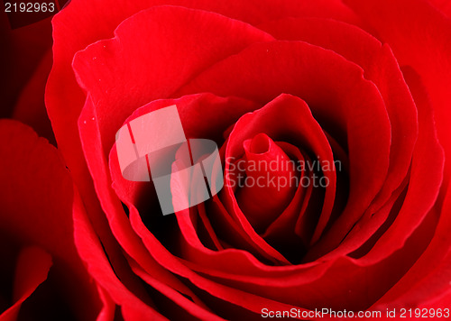 Image of rose close up