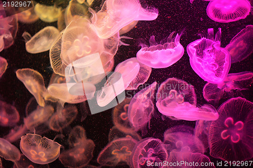 Image of jellyfish