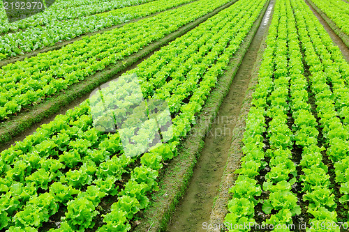 Image of lettuce plant in field