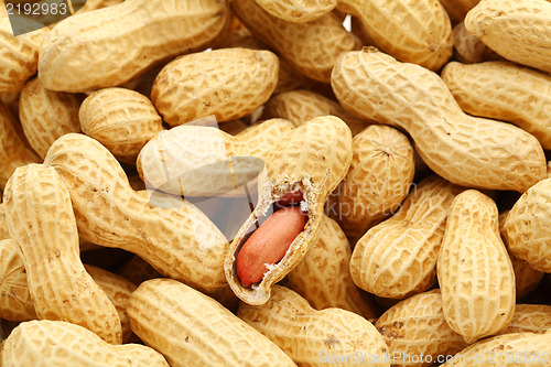 Image of Peanut