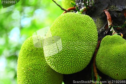 Image of jack fruit on tree