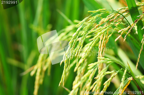 Image of Paddy rice in field