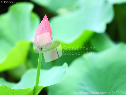 Image of lotus bud