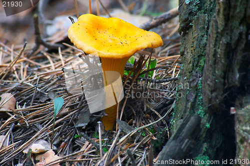 Image of Mushroom chanterelle