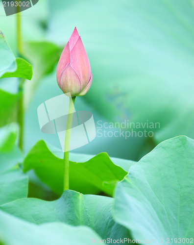 Image of lotus bud