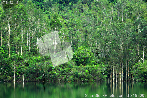 Image of forest with lake