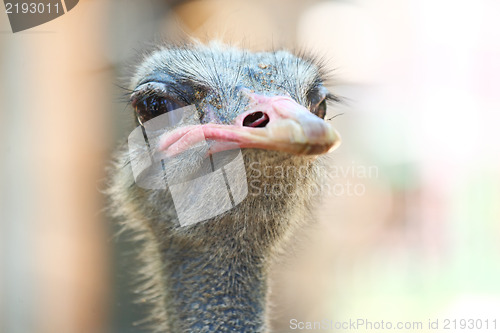 Image of ostrich bird