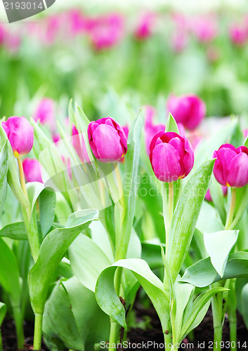 Image of colorful tulips