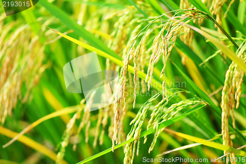 Image of Paddy rice in field