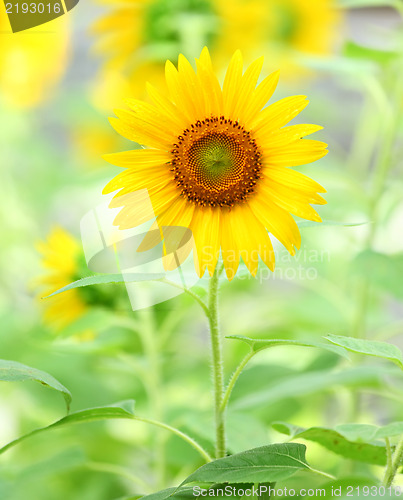 Image of Sunflower