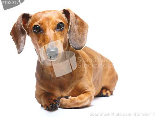Image of Dachshund Dog