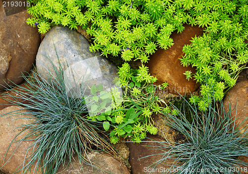 Image of plant growing between stone